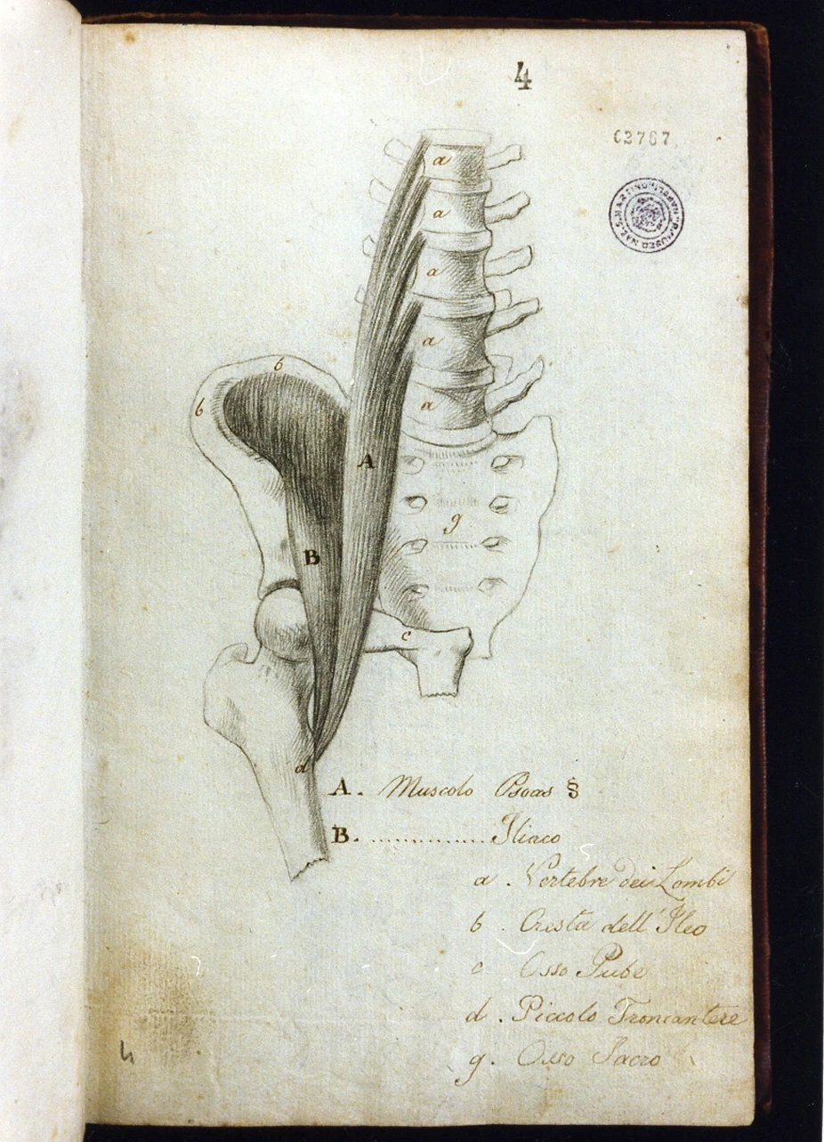 Studio anatomico - Certosa di san Martino, Napoli